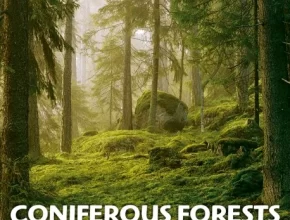 ConiferousForests